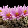 Mammillaria_herrerae